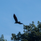 I believe this was a female bald eagle.