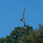 Beautiful Bald Eagle